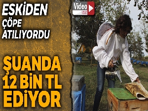 Eskiden çöpe atılan propolisler antibiyotik olarak kullanılıyor