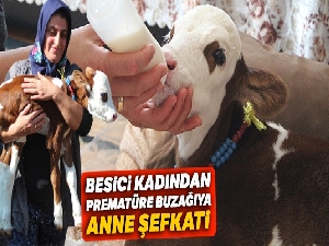 Besici kadından prematüre buzağıya anne şefkati