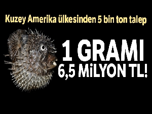 Balon balığı tehdit değil kansere ilaç olacak