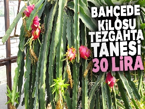 Bahçede kilosu, tezgahta tanesi 30 lira