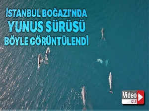 İstanbul Boğazında yunus sürüsü