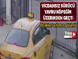 Vicdansız sürücüsü yavru köpeğin üzerinden geçti