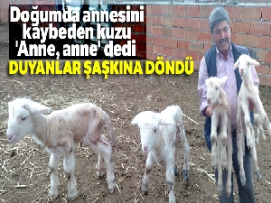 Doğumda annesini kaybeden kuzu, 'Anne, anne' diye meliyor