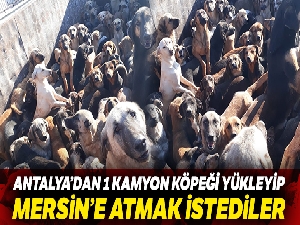 Mersin'e sokulmak istenilen bir kamyon köpek geri gönderildi
