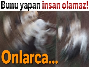 Osmaniye'de onlarca köpeği öldürüp çukura doldurdular