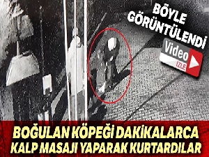 Tasmasının sıkışmasıyla boğulan köpeği dakikalarca kalp masajı yaparak kurtardılar
