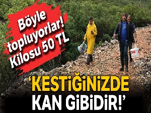5 saatte toplayıp, kilogramını 50 TL'den satıyorlar