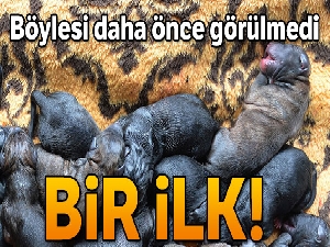 Mersin'de bir köpek sezaryenle 16 yavru doğurdu