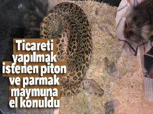 Ticareti yapılmak istenen piton ve parmak maymuna el konuldu