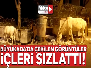 Büyükada'da atların çöpte yemek ararken çekilen görüntüleri içleri sızlattı