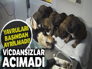 Vicdansızlar 6 yavrusu olan köpeğe acımadılar