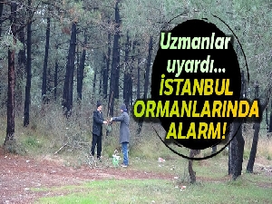 İstanbul ormanlarında çam kese böceği alarmı