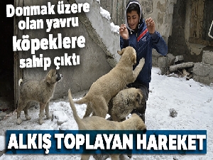 15 yaşındaki genç donmak üzere olan yavru köpeklere sahip çıktı