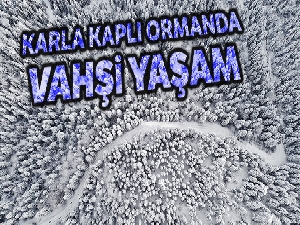 Karla kaplı ormanda drone ile geyikleri böyle görüntülediler