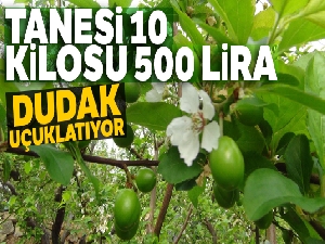 Tanesi 10, kilosu 500 lira