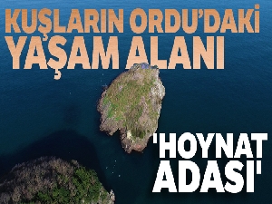 Kuşların Ordu'daki yaşam alanı: 'Hoynat Adası'