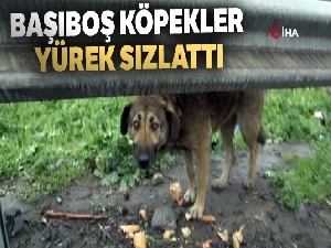 Başıboş köpekler yürek sızlattı