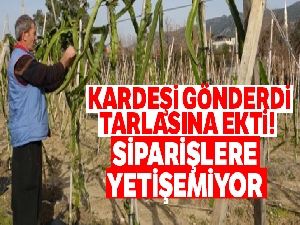 Kardeşi gönderdi, tarlasına ekti! Şimdi siparişlere yetişemiyor