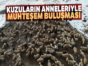 Elazığ'da kuzuların anneleriyle muhteşem buluşması