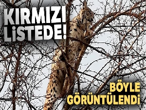 Kırmızı listedeki vaşak Erzincan'da görüntülendi