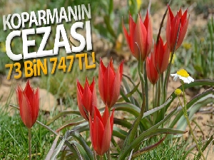 Bu çiceği koparmanın cezası 73 bin 747 TL!