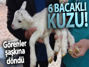 6 bacaklı kuzu