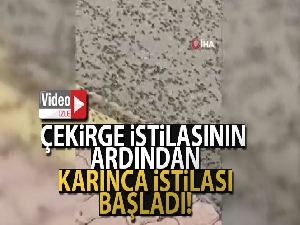 Umman'da karınca istilası