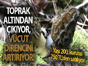 Toprak altından çıkıyor, vücut direncini artırıyor