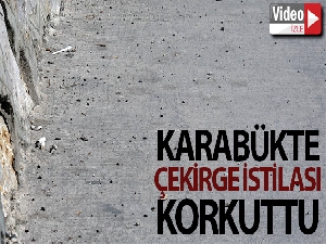 Karabük'te çekirge istilası korkuttu