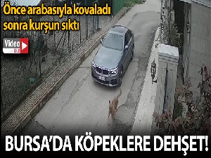 Lüks otomobiliyle kovaladığı sokak köpeğine kurşun yağdırdı
