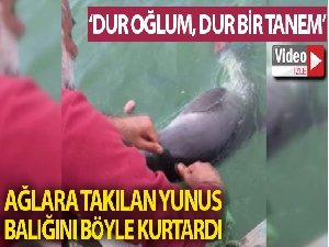 Ağlara takılan yunus balığını böyle kurtardı: “Dur oğlum, dur bir tanem seni kurtaracağım”