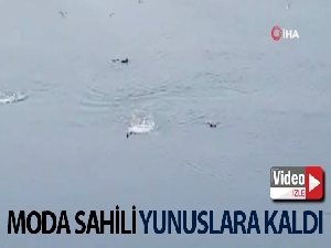 Moda sahili sokağa çıkma yasağından sonra yunuslara kaldı