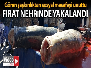 Dev turna balıklarını görmek isteyenler şaşkınlıktan sosyal mesafeyi unuttu