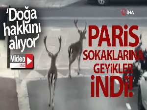 Paris sokaklarına geyikler indi