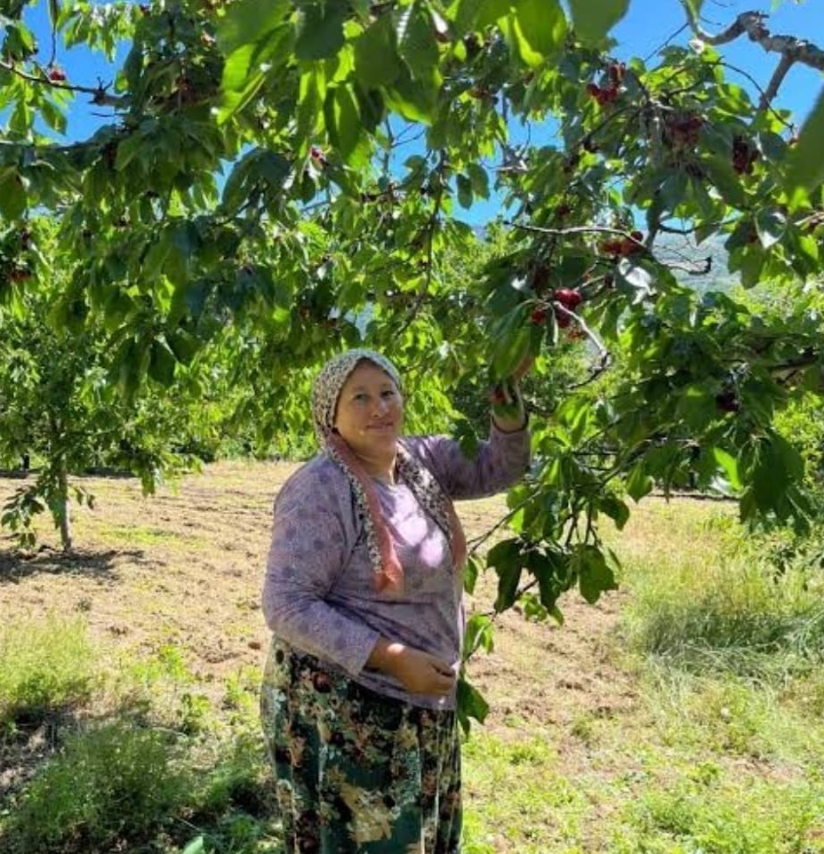 andirin-da-cigsar-kirazinda-hasat-basladi