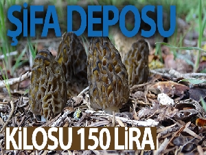 Şifalı 'kuzugöbeği' mantarının kilosu 150 lira