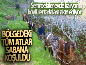 Aydın'da üretim seferberliği: Bölgedeki tüm atlar sabana koşuldu
