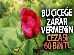 Bu çiçeği koparmak ya da zarar vermenin cezası 60 bin lira
