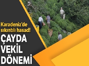 Çay hasadına vekâlet formülü