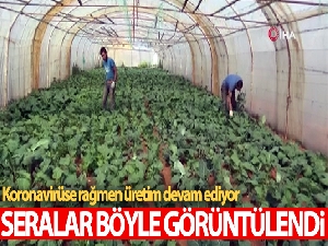 Koronavirüse rağmen üretimin devam ettiği Göçbeyli'deki seralar havadan görüntülendi