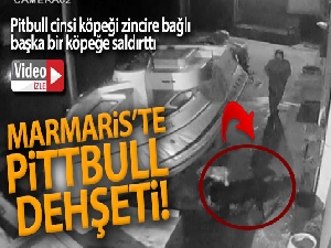 Marmaris'te pitbull dehşeti