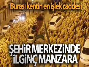 Şehir merkezinden geçen koyun sürüsü şaşırttı