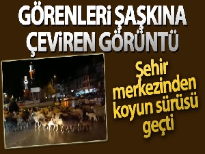 Şehir merkezinden koyun sürüsü geçti