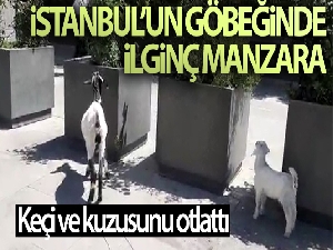 İstanbul'un göbeğinde keçi ve kuzusunu otlattı