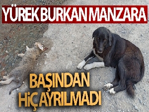 Anne köpek ölen yavrusunun başından saatlerce ayılmadı