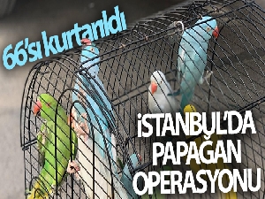 İstanbul'da papağan operasyonu: 66 papağan kurtarıldı