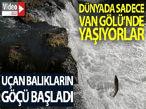 Dünyada sadece Van Gölü'nde yaşıyorlar...Uçan balıkların göçü başladı