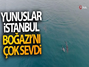 Yunuslar İstanbul Boğazı'nı çok sevdi