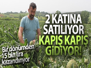 Fiyatı diğer enginarların iki katı ama tarlada kapışılıyor