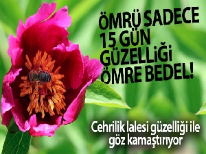 Ömrü sadece 15 gün, güzelliği ise ömre bedel